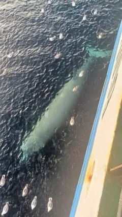 North Atlantic Bottlenose Whale thumbnail 4