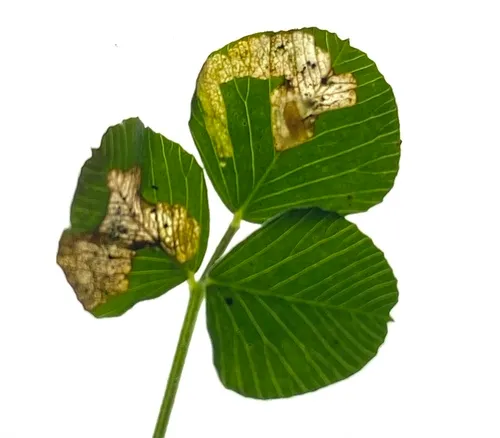 Alfalfa Blotch Leafminer