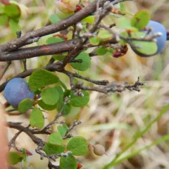 bog bilberry thumbnail 3