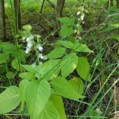 broadleaf enchanter's nightshade thumbnail 2