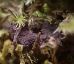 Peacock Vinyl Lichen thumbnail 4