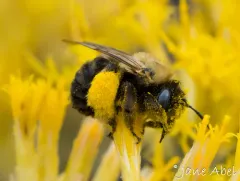 Mothered Long-horned Bee thumbnail 4