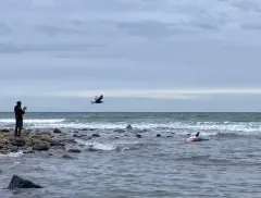Great White Shark thumbnail 4