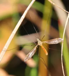Angarotipula illustris thumbnail 2