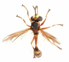 Physocephala texana thumbnail 3
