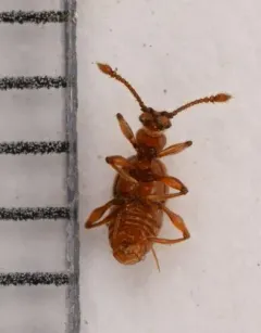 Batrisodes albionicus thumbnail 3