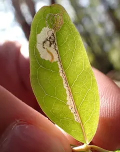 Fomoria hypericella thumbnail 1