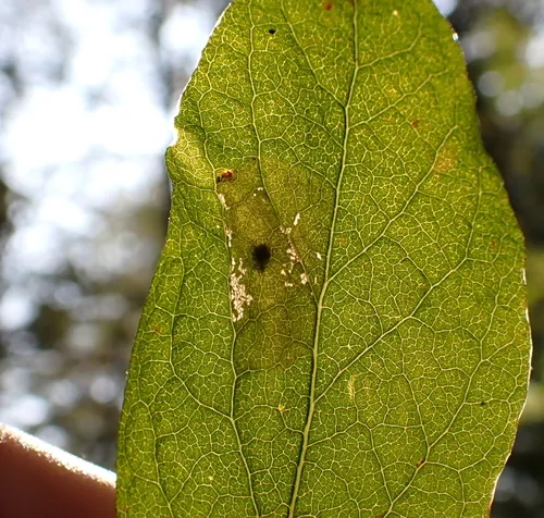 Huckleberry Leafminer