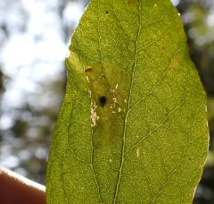 Huckleberry Leafminer thumbnail 1