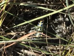 Rainbow Grasshopper thumbnail 4