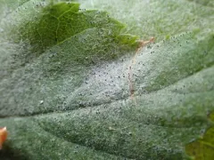 Erysiphe ornata thumbnail 2