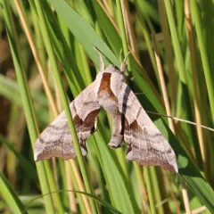 Smerinthus astarte thumbnail 2