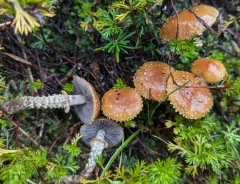 Leratiomyces squamosus thumbnail 4