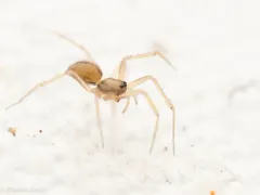 Linyphantes victoria thumbnail 2