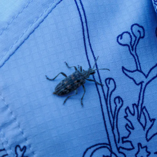 Ribbed Pine Borer