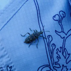 Ribbed Pine Borer thumbnail 1