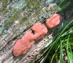 Tubifera magna thumbnail 2