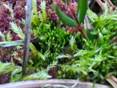 Pale-fruited Thread-moss thumbnail 2