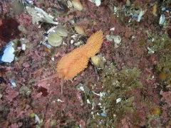 Japanese Aeolid thumbnail 2