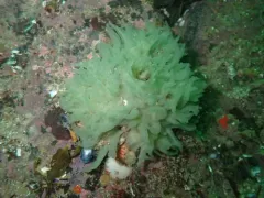 Halichondria sitiens thumbnail 4