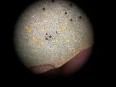 Phyllactinia robiniae thumbnail 2