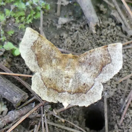 Common Metarranthis Moth