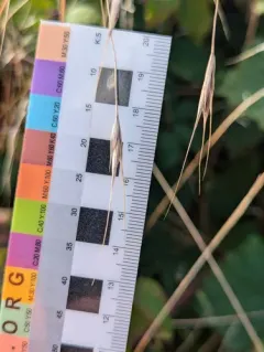 sitka brome thumbnail 1