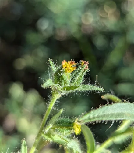 coast tarweed