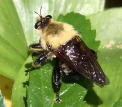 Laphria grossa thumbnail 2