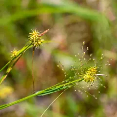 yellow-green sedge thumbnail 2