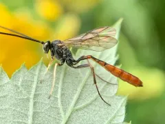 Charops annulipes thumbnail 4