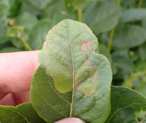 Lyonetia latistrigella