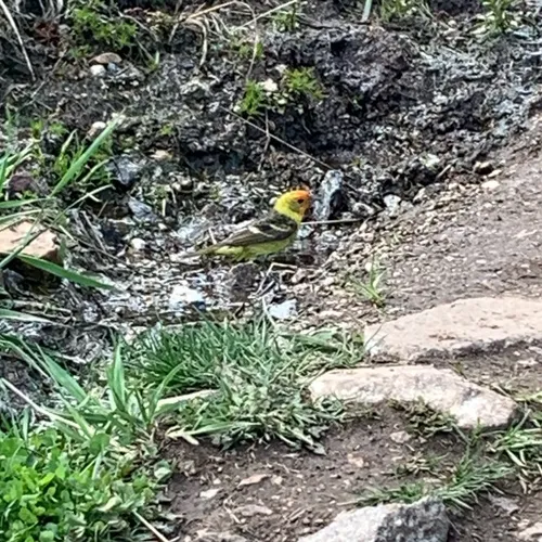 Western Tanager