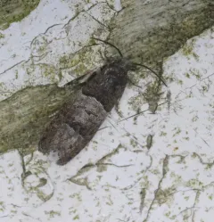 Dark-based Larisa Moth thumbnail 4
