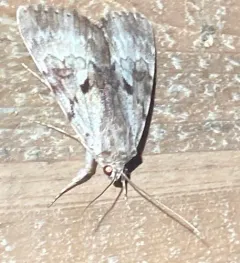 Gloomy Underwing thumbnail 4