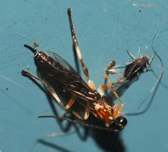 Agnocoris rubicundus thumbnail 3