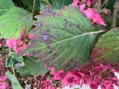 Pseudoidium hortensiae thumbnail 1