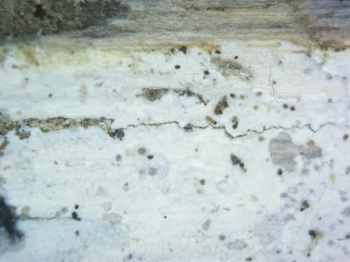 Hypochnicium cremicolor