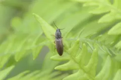 Quebec Click Beetle thumbnail 2