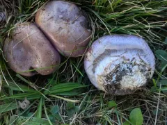 Phlegmacium balteatocumatile thumbnail 3