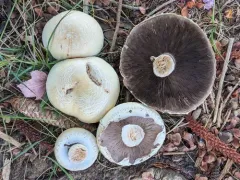 Macro Mushroom thumbnail 3