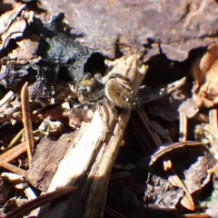 Whitman's Jumping Spider thumbnail 2