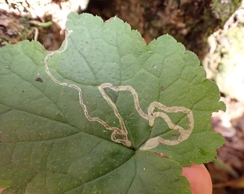 Phytomyza tigris