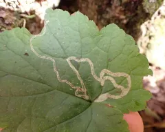 Phytomyza tigris thumbnail 1