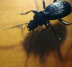 Johnson's Waterfall Carabid Beetle thumbnail 2
