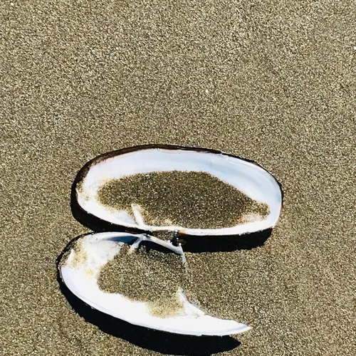 Pacific Razor Clam