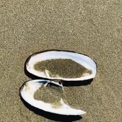 Pacific Razor Clam thumbnail 1