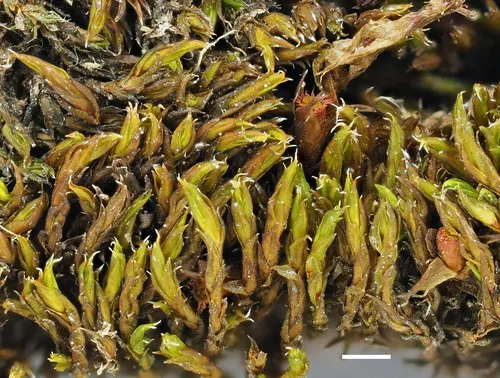 Schistidium splendens