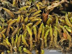 Schistidium splendens thumbnail 1