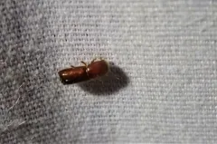 Hickory Timber Beetle thumbnail 3